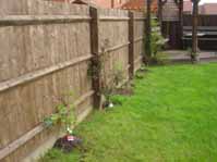 new plants in my garden