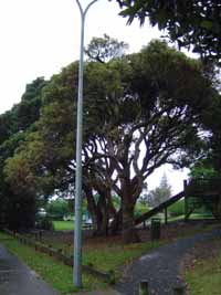 A tree you could climb.