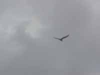 Bird.