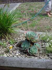 Its a plant, guv.