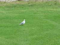 Gull