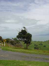 Guess the direction of the prevailing wind?