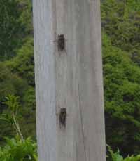 Bugs blown up