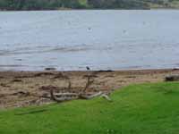 Still an Oyster Catcher