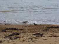 Clearest picture of the bird