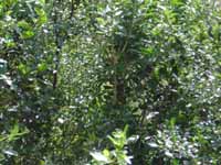 Bellbird