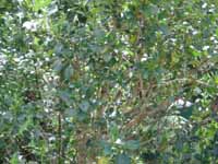 Bellbird again