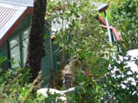 Bellbird taking flight