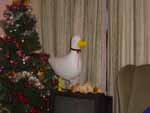 A duck