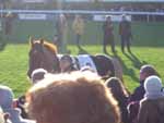 This is number 2 - Beamish Prince. A Winner, by the way